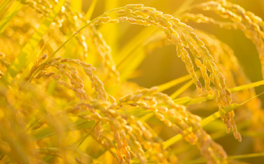 令和8年産【先行受付】2026年9月以降発送【ブランド別格米30kg】【1505036】