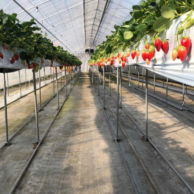 「内山いちごの国」の特別ないちごを15粒箱詰め【配送不可地域：離島】【1346279】