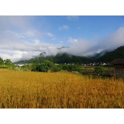 æœãããŠå°éºŠã®ãã³ã±ãŒãã»ã¬ã¬ããããã¯ã¹ã1697740ã