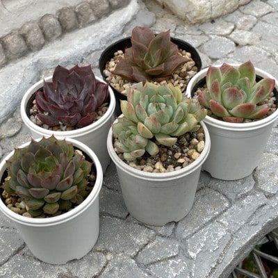 種類はおまかせ!多肉植物の苗セット(5種類アソート)【配送不可地域：離島】【1713107】