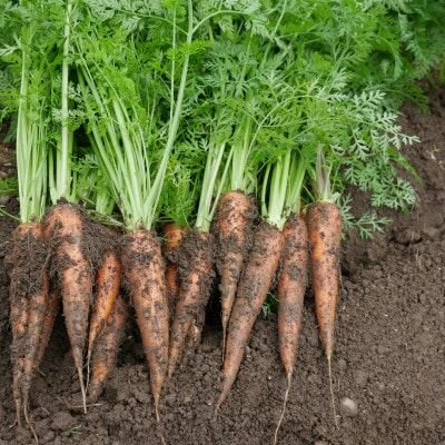 【発送月固定定期便】【6〜12月】但馬の旬をお届け!採れたて野菜セット全7回【配送不可地域：離島】【4086065】