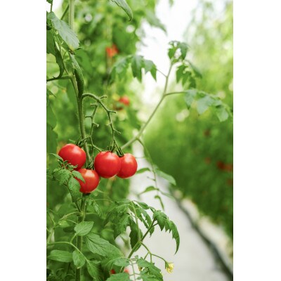 【産地直送】トマト(約1.3kg) 箱 うふふの実 高糖度フルーツトマト　アイメック【常温】【配送不可地域：離島・北海道・沖縄県】【1672591】