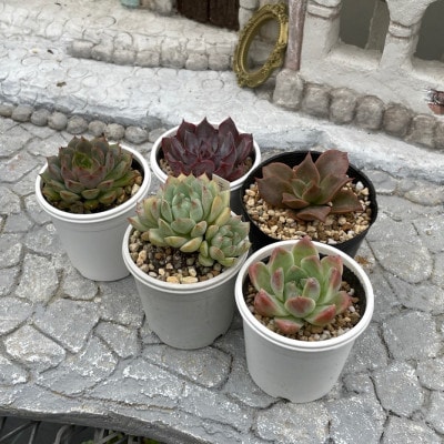 種類はおまかせ!多肉植物の苗セット(5種類アソート)【配送不可地域：離島】【1713107】