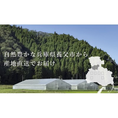 【産地直送】トマト(約1.3kg) 箱 うふふの実 高糖度フルーツトマト　アイメック【常温】【配送不可地域：離島・北海道・沖縄県】【1672591】