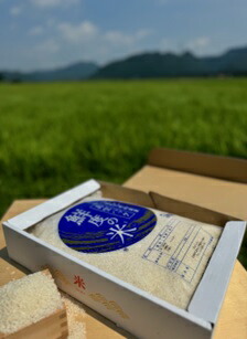 特別栽培米 丹波コシヒカリ 真空パック 5kg 令和7年産 贈答用箱入り 精米 鮮度米 ブランド米 こしひかり お米 白米 ごはん 米 5キロ 一等米 産地直送 お取り寄せ 兵庫県 丹波市