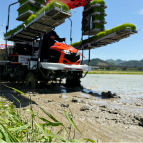 迚ケ蛻・譬ス蝓ケ邀ウ 荳ケ豕「繧ウ繧キ繝偵き繝ェ 3kg 莉、蜥7蟷エ逕」 邊セ邀ウ 繝悶Λ繝ウ繝臥アウ 縺薙@縺イ縺九j 縺顔アウ 逋ス邀ウ 縺斐ッ繧 邀ウ 3繧ュ繝ュ 荳遲臥アウ 貂幄セイ阮ャ 逕」蝨ー逶エ騾 縺雁叙繧雁ッ縺 蜈オ蠎ォ逵 荳ケ豕「蟶