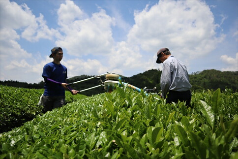 丹波 有機栽培 天日干し赤ちゃん番茶 バラ詰め 200g×3袋 有機JAS認証 オーガニック お茶 茶葉 番茶 ばんちゃ 健康茶 ノンカフェイン 赤ちゃん 子供 妊婦 産地直送 兵庫県 丹波市