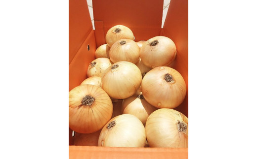 【12ヶ月定期便】「追熟甘玉ねぎ」５kg
