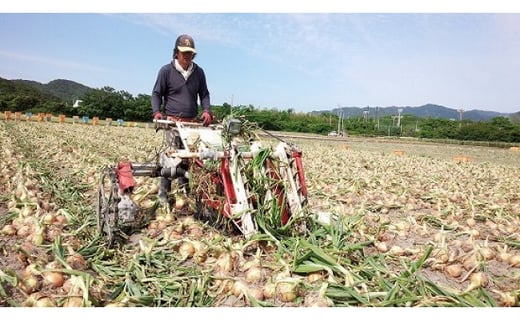 ãã«ãŒãçãã18kgãæ·¡è·¯å³¶ãã«ãŒãçãã18kg