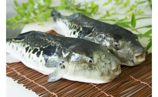 縲先キ。霍ッ蟲カ3蟷エ縺ィ繧峨オ縺舌鷹豪逋ス蟄 縺オ縺宣豪繝サ逋ス蟄舌そ繝繝(3縲4莠コ蜑)