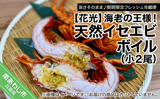 【旨さそのまま♪期間限定フレッシュ冷蔵便】海老の王様！天然イセエビボイル（小２尾）