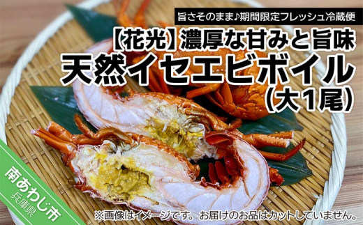 海老の王様！天然イセエビボイル（大1尾）【旨さそのまま♪期間限定フレッシュ冷蔵便】