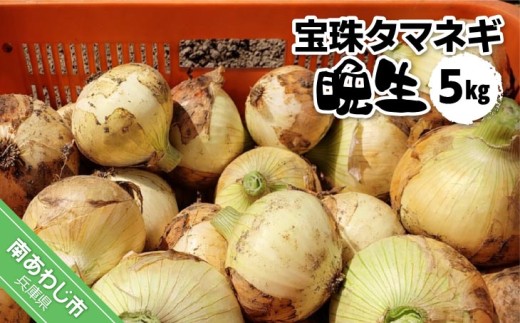 宝珠タマネギ　晩生　５キロ　★６月下旬から発送