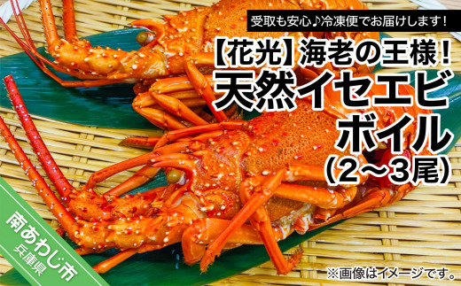 【受取も安心♪冷凍便】海老の王様！天然イセエビボイル（2尾〜3尾）