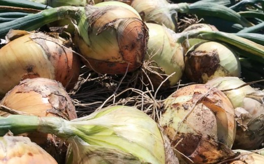 笘豺。霍ッ蟲カ邇峨ュ縺寂 蟄蝉セ幃#繧ょ、ァ螂ス縺!! 縺ゅ∪縲懊>邇峨■繧繧10kg笘縺イ繧縺縺泌ョ牙ソ繝悶Λ繝ウ繝牙叙蠕冷