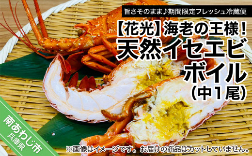 【旨さそのまま♪期間限定フレッシュ冷蔵便】海老の王様！天然イセエビボイル（中1尾）
