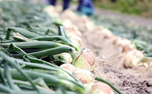 豺。霍ッ蟲カ逕」邇芽続 縺縺壹@縺願ソス辭溽曝邇峨ュ縺弱3kg