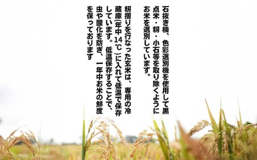 令和7年産米 淡路島産こしひかり 玄米5㎏