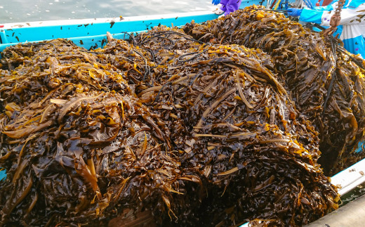 ãæŒåž«çŽéãæ¹¯éãå¡©èµããã300ïœÃ10è¢ãæ·¡è·¯å³¶é³Žéæµ·å³¡åç£ã