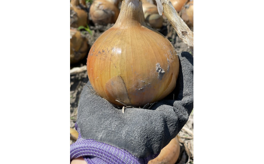 豺。霍ッ蟲カ繧ケ繧、繝シ繝医が繝九が繝ウ 豺。霍ッ蟲カ逕」邇峨ュ縺弱2.5kg