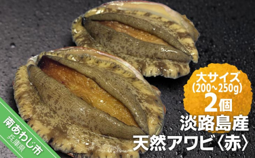 淡路島産天然アワビ（赤）大サイズ〈2個〉