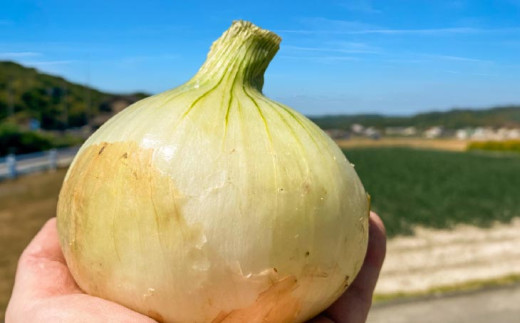 原田兄弟の一番玉ねぎ　10kg
