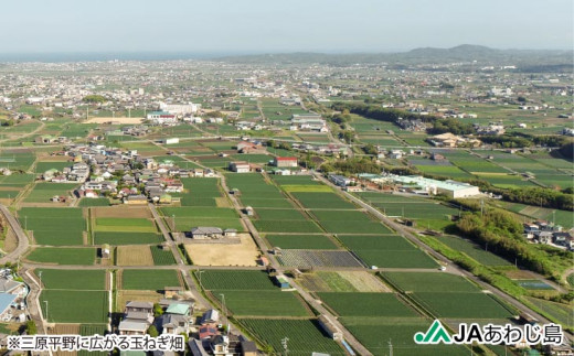ＪＡあわじ島のほんまもんたまねぎ【3?】中晩生種