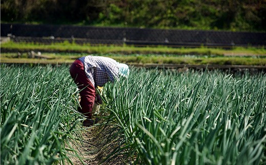 ＼うまい玉ねぎできたでー／特別栽培玉ねぎ3キロ〜ひょうご安心ブランド認証取得〜　◆配送7月〜翌年1月
