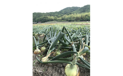 ＼うまい玉ねぎできたでー／ 特別栽培玉ねぎ5? 〜ひょうご安心ブランド認証取得〜　◆配送7月〜翌年1月