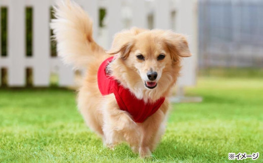 愛犬と過ごす ドギーヴィラ デラックスルーム（オーベルジュステイ） 1泊2名様夕朝食付