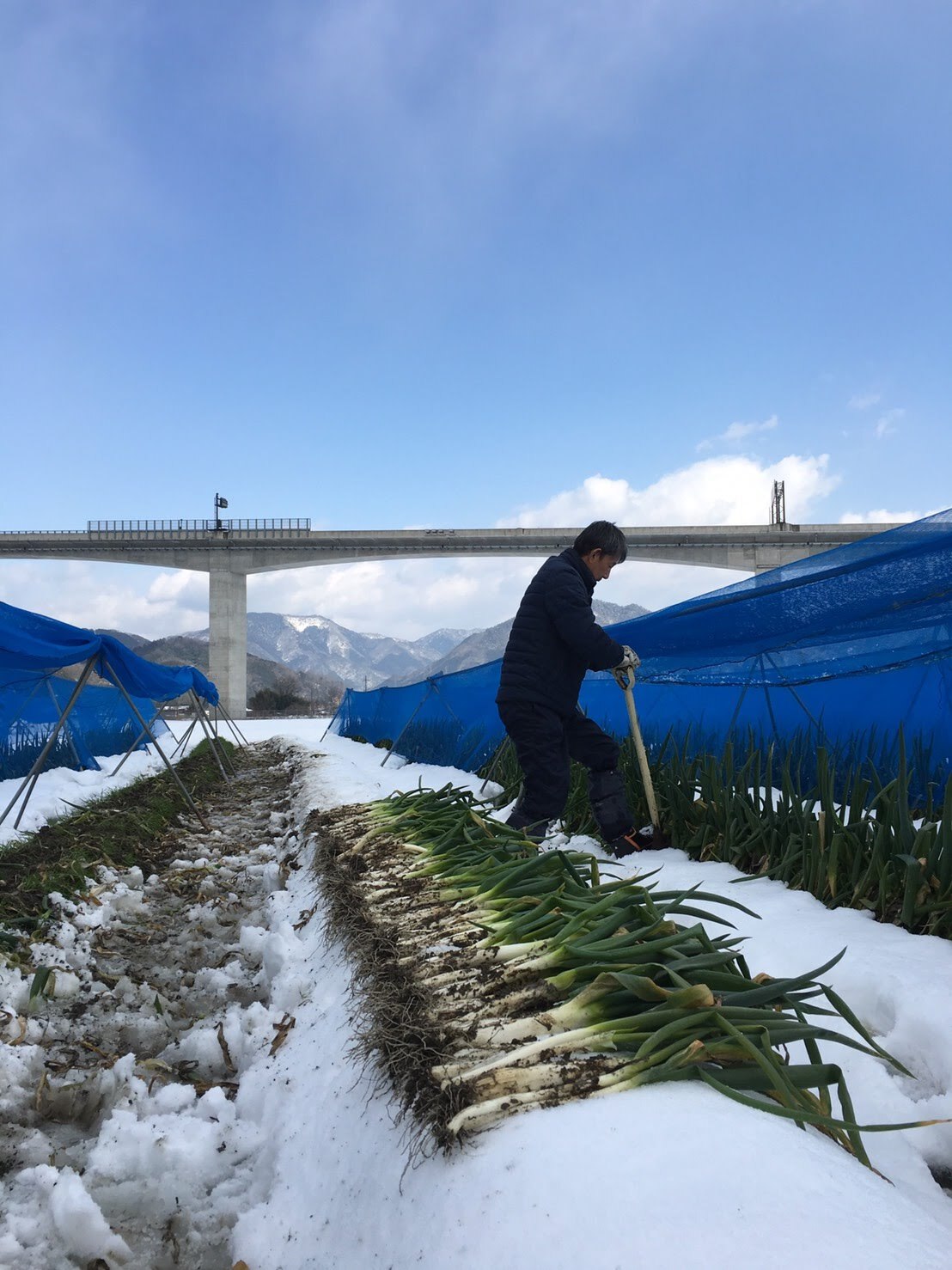 ææ¥åžç¹ç£ 岩接ãã 2kg (倪ãã«ãã14ïœ24æ¬) MLãµã€ãºæ··èŒ AS51AB57-2