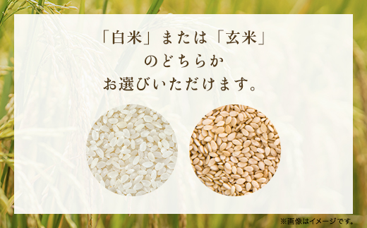 令和6年新米先行予約 減農薬 三波農地を守る会のコシヒカリ（15kg） 【白米】 AS2D10