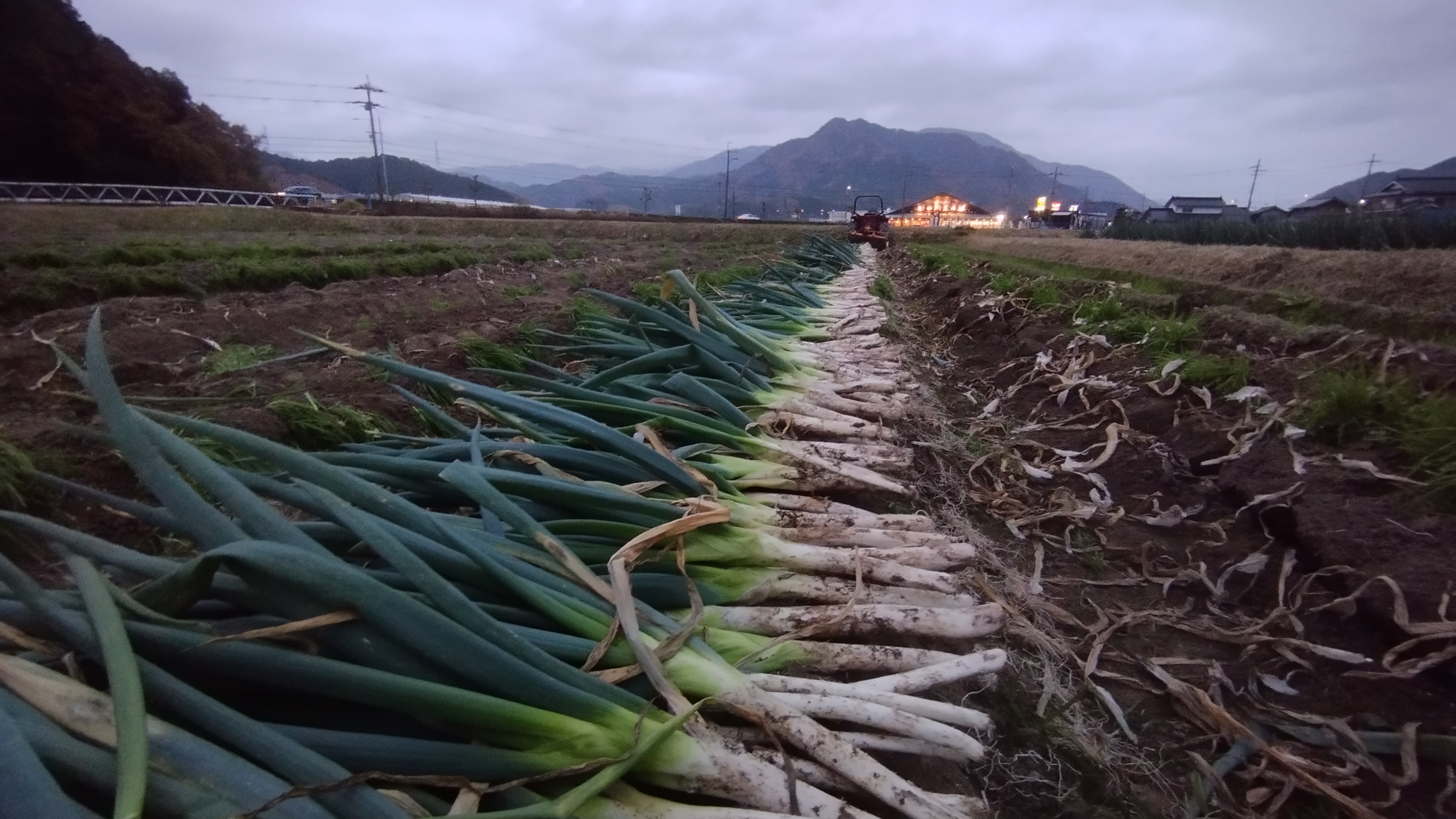 朝来市特産 岩津ねぎ 3kg (太さにより21～36本) MLサイズ混載 AS51AB57-3