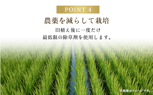 令和6年新米先行予約 減農薬 三波農地を守る会のコシヒカリ（15kg） 【白米】 AS2D10