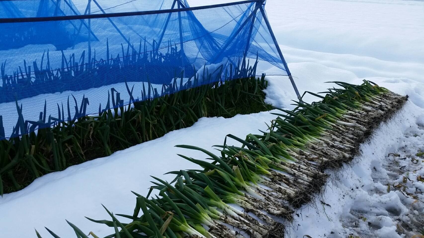 ææ¥åžç¹ç£ 岩接ãã 1kg ïŒå€ªãã«ãã7ïœ12æ¬ïŒ MLãµã€ãºæ··èŒ AS51AB57-1