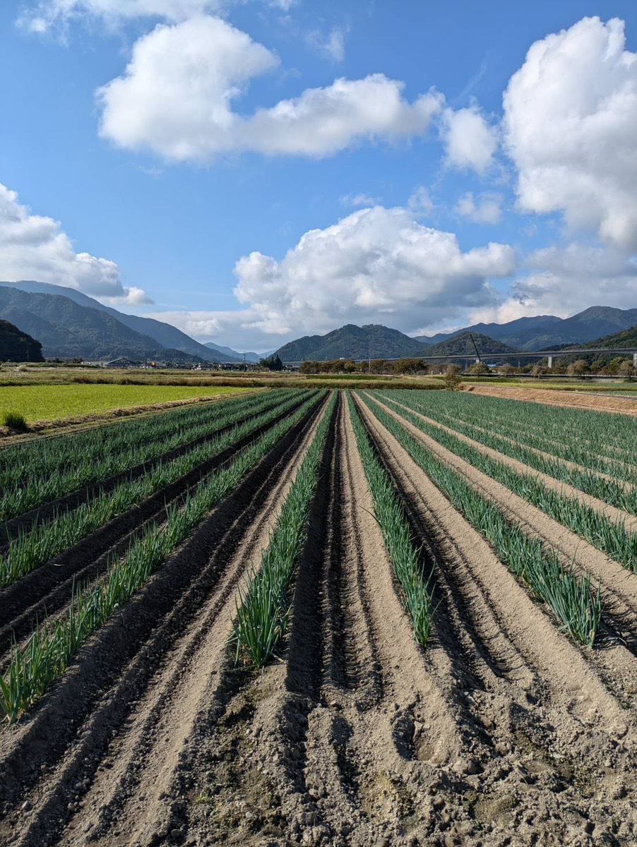 朝来市特産 岩津ねぎ 2kg (太さにより14～24本) MLサイズ混載 AS51AB57-2
