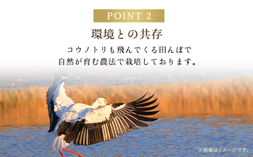 【令和6年新米先行予約/9月発送開始】高本さんちのコシヒカリ【玄米/白米】5kg AS2BB24