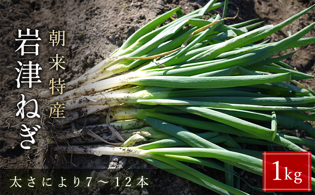 朝来市特産 岩津ねぎ 1kg （太さにより7～12本） MLサイズ混載 AS51AB57-1