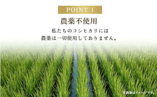 【令和6年新米先行予約/10月発送開始】高本さんちのコウノトリ育む農法(農薬不使用)のお米 3.5kg【玄米/白米】 米 こめ コメ お米 おこめ おコメ ご飯 ごはん コシヒカリ こしひかり 兵庫県 朝来市 AS2BB7