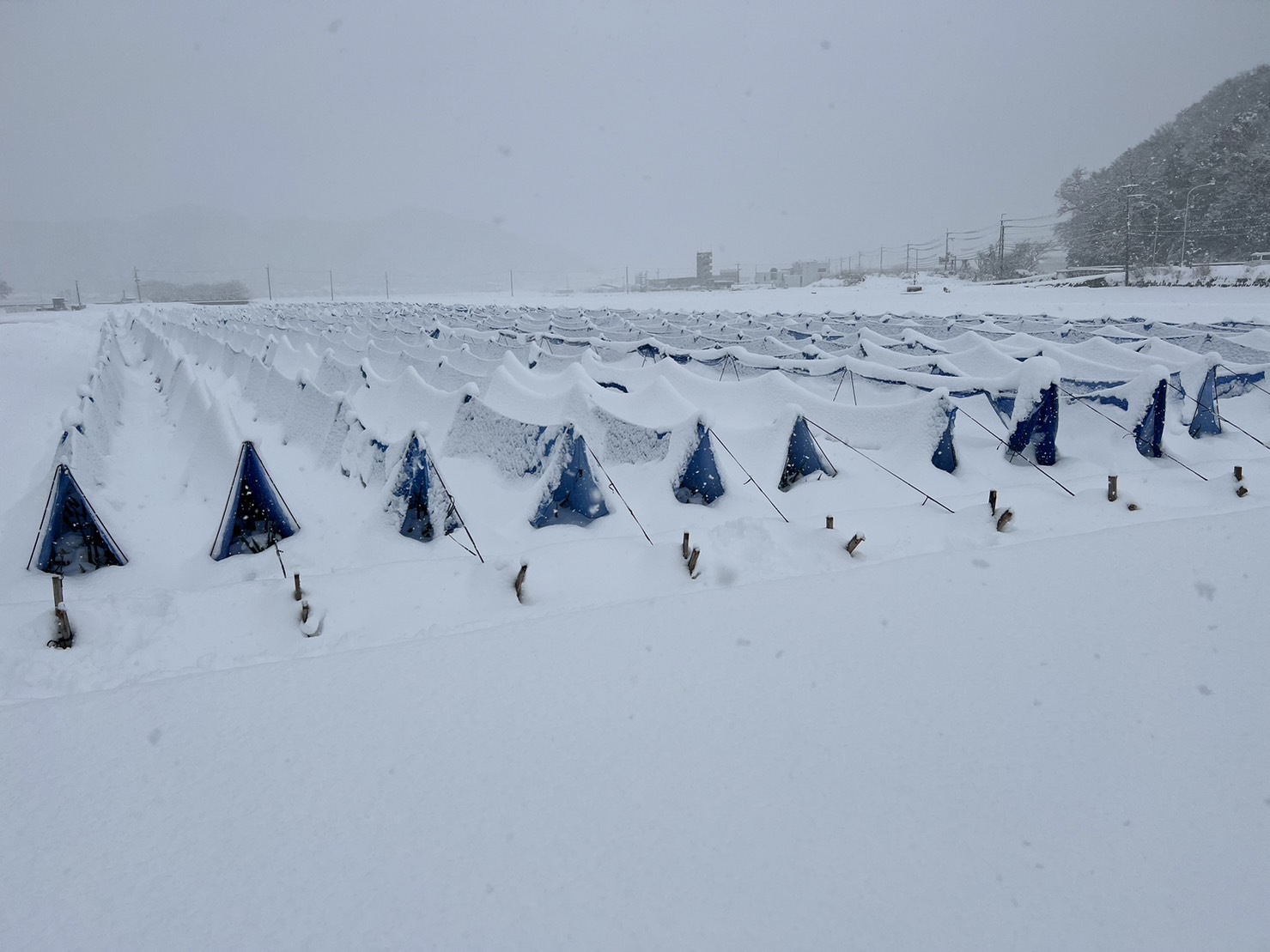 朝来市特産 岩津ねぎ 1kg （太さにより7～12本） MLサイズ混載 AS51AB57-1