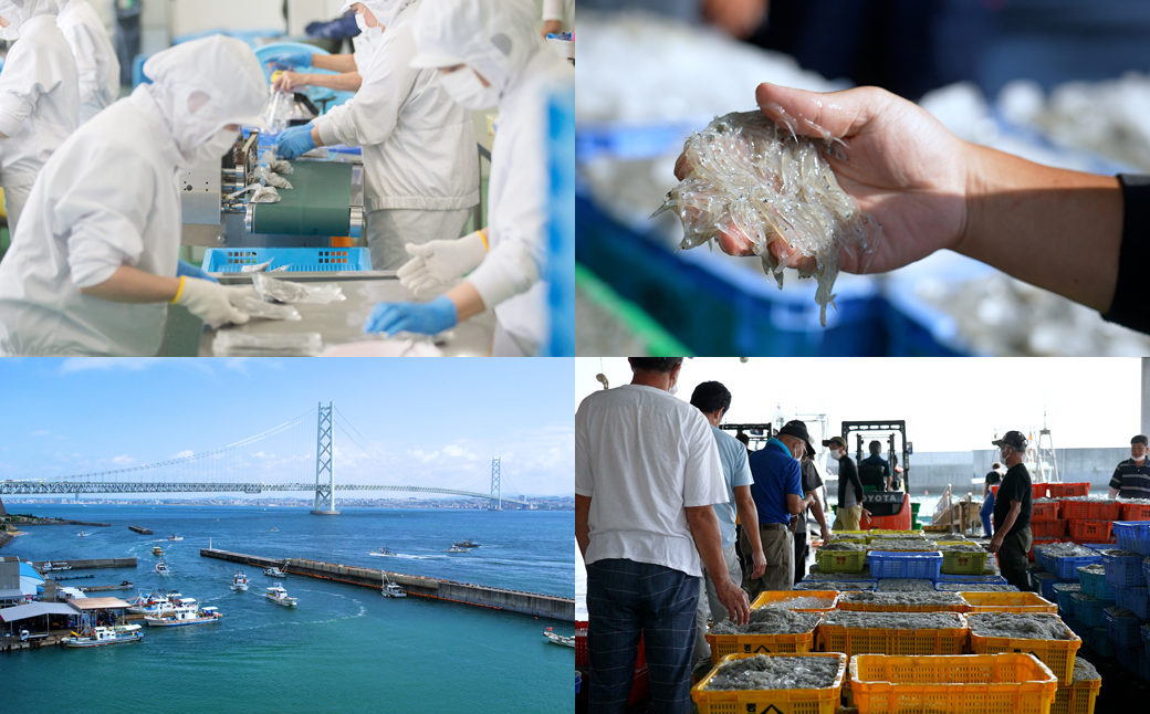 淡路島の生しらす沖漬け（50g×10パック入）