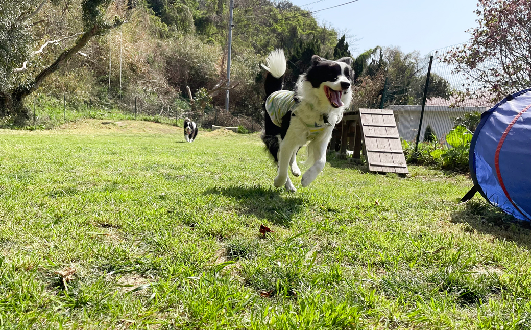 GREENHOUSE淡路ガーデン ご利用券（30,000円分） 宿泊券 ペットと泊まれる宿 旅行 クーポン 淡路島