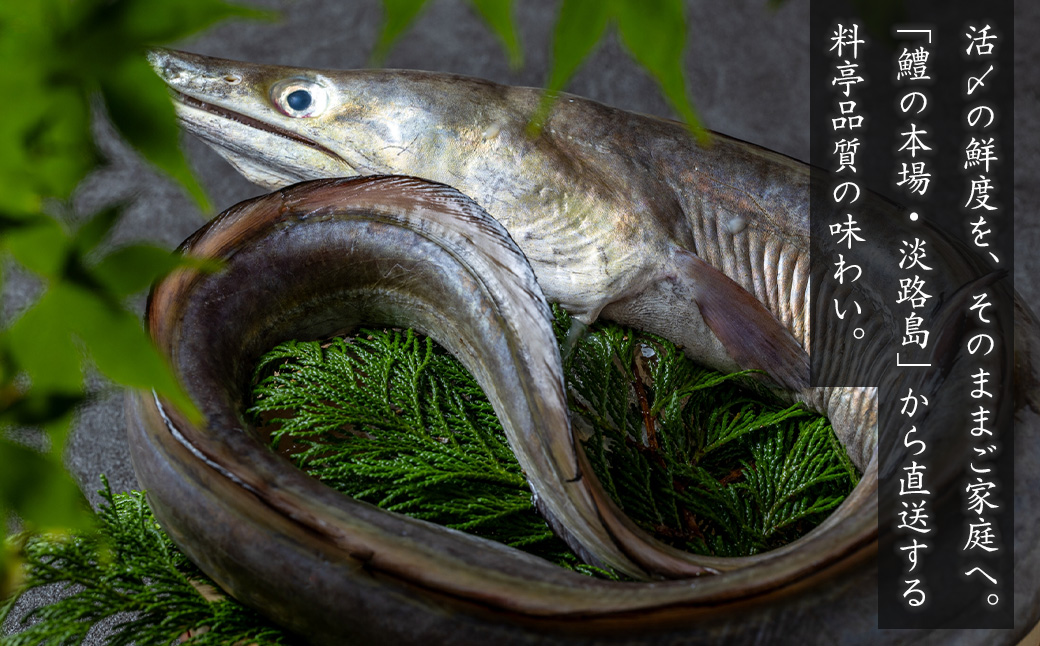 æŽ»ãæ·¡è·¯å³¶ç£ é±§ ïŒã¯ãïŒ éªšåã ãé®®åºŠèªæ
¢ã 1kgïŒ500ïœÃ2è¢ïŒ å·å