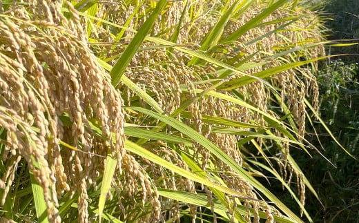 《玄米》淡路島の棚田米 １０kg