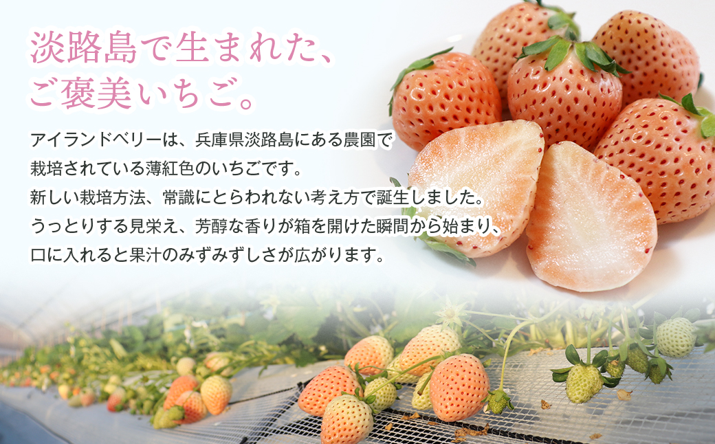 淡路島アイランドベリー　紅白いちご　淡雪/とちおとめ【2026年2月発送予約受付・お届け日指定不可】　[いちご]