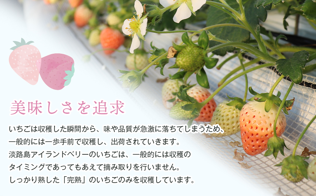 淡路島アイランドベリー　紅白いちご　淡雪/とちおとめ【2026年2月発送予約受付・お届け日指定不可】　[いちご]