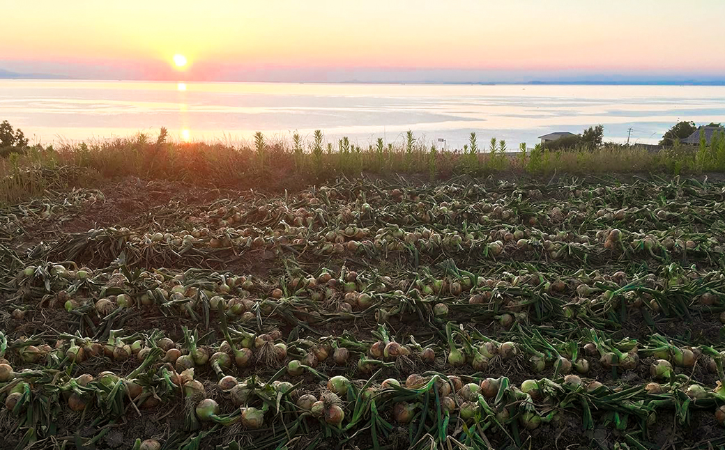 【新たまねぎ】名手農園の淡路島特産玉ねぎ 5kg【発送時期：2025年3月～5月頃】　　[玉ねぎ 玉葱 タマネギ 玉ねぎ 淡路島産 玉ねぎ 玉ねぎ]