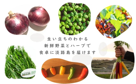 【定期便】彩り野菜と香るハーブセット　３回お届けセット　　[野菜セット 定期便 野菜詰め合わせ 定期便 野菜セット]