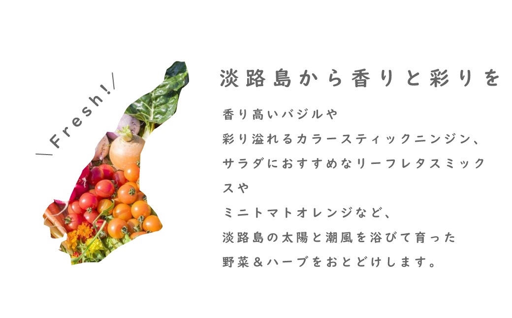 【定期便】彩り野菜と香るハーブセット　６回お届けセット　[野菜セット 野菜詰め合わせ]