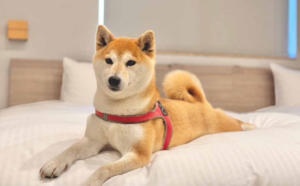 æ·¡è·¯å³¶ã§æç¬ãšæ³ãŸãã宿<DOGGYWOOD>ã§äœ¿ãã宿æ³ãåªåŸ
åž100,000åå